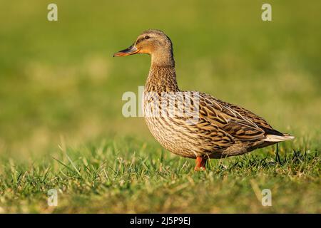 A female mallard duck, a brown water bird, standing on green grass on a spring sunny day. Blurry background. Stock Photo