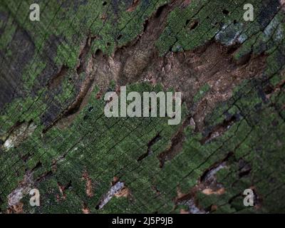 Wood texture background. wood background Stock Photo