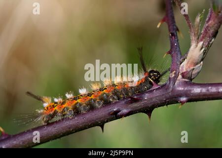 side view of the caterpillar orgyia recens walking on a blackberry branch between its spikes in search of its leaves. macro photograph. details. hairy Stock Photo