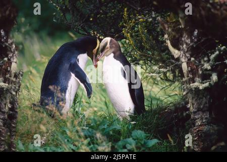 Couple of Yellow-eyed Penguins (Megadyptes antipodes), in the Rata forest of Enderby Island in the Auckland Islands, New Zealand Stock Photo