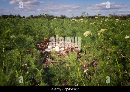 Greater Rhea (Rhea Americana) nest, Entre Rios, Argentina Stock Photo