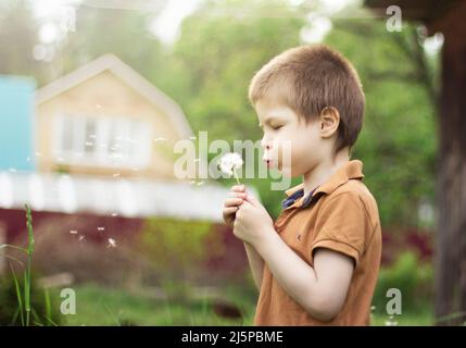 A boy of 5 years old blows on a dandelion in the summer outside in the village on a sunny day Stock Photo