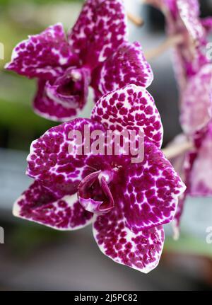 Orchid Phalaenopsis Lioulin Wild Cat. Violet white buds dotted and speckled. Burgundy pink flower. Orchids close-up. Rare variety. Stock Photo