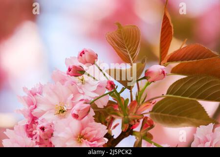 Closeup pretty pink cherry blossoms blooming in Spring on branch with soft dreamy effects. Dublin, Ireland Stock Photo