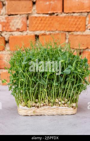 Sprouted peas. Germinated microgreens pea. Sprouting microgreens. Stock Photo