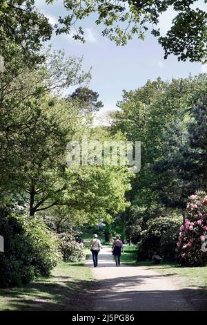 two middle aged women walkling through tree line park avenue Stock Photo