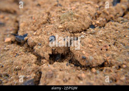 Soil Photography Texture Clay. West orange sand close-up. The texture of cracked brown soil. Red clay soil on nature as a background. Sandy soil textu Stock Photo