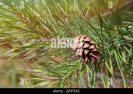 Brown Pine Cone on an Evergreen Branch. Pine cone on a twig, needle background. A beautiful pine tree buds in a sunny spring or summer day. Closeup of Stock Photo