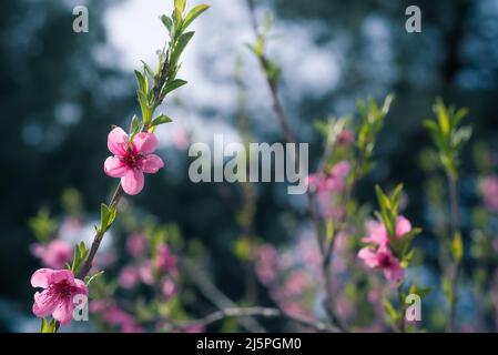 Spring seasonal background with pink flowers. Blossoming tree in spring. Stock Photo