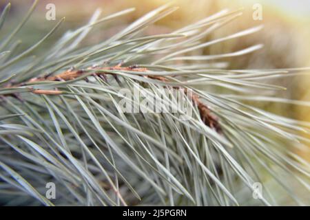 Close-up of the needles of a pine branch in the morning in the forest in the sunlight. Cheerful natural background. Inspired by the beauty of nature. Stock Photo