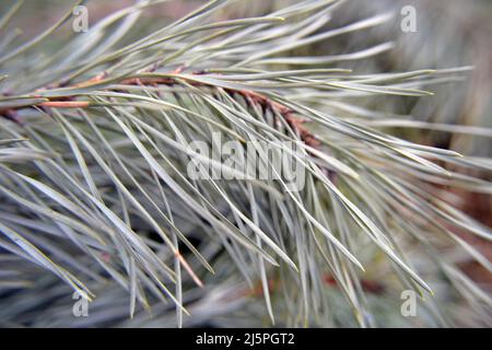 Selective focus shot of pine branches with needles close-up. Beautiful natural environment background. A scene from wild life in the forest. Soft past Stock Photo