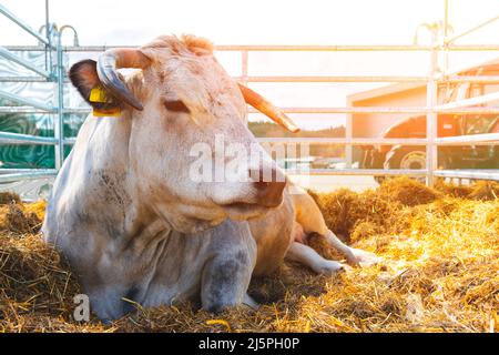 White cow cow with horns in the corral. Cows in the paddock with tags on the ears. Close up view. Cow Milk Farm. Stock Photo