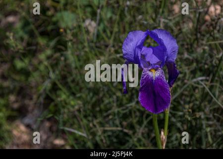 Single Iris germanica, Purple Iris Flowers Stock Photo