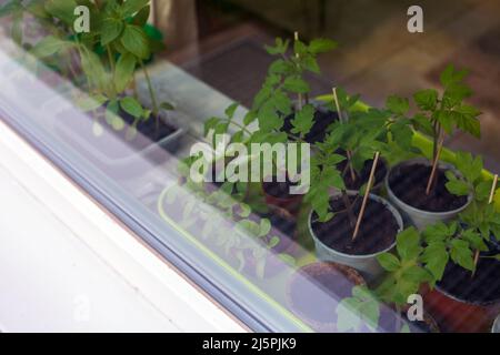 closeup of pots with various saplings on a window sill Stock Photo - Alamy