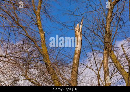 Sunshine after the strong winter storm shows the forest damage and tree breakage Stock Photo