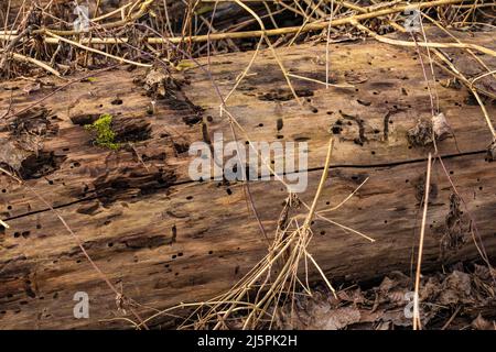 An old dead tree trunk lies on the ground in a protected forest and is being decomposed by insects Stock Photo