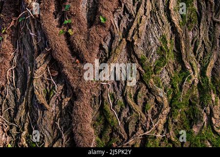 Knots and notches of the tree bark of an old mystical wood in the forest Stock Photo