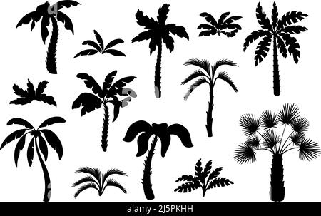 Black palm tree silhouettes. Miami hawaii tropical palms, isolated exotic forest icons. Leaves and foliage, summer beach neat plants vector set Stock Vector