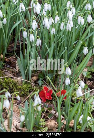 UK, England, Devonshire. Wild Snowdrops & Scarlet elf cup (Sarcoscypha austriaca) fungi. Stock Photo