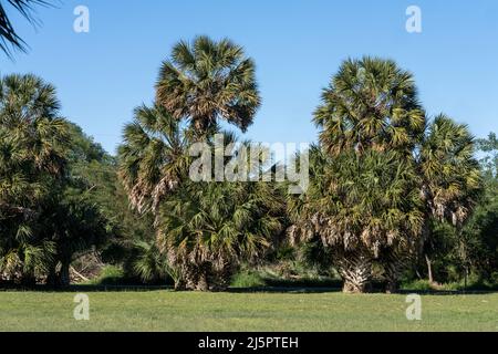 Sabal Palms, Sabal mexicana, in the Sabal Palm Sanctuary, Brownsville, Texas.  The largest natural grove in the United States. Stock Photo