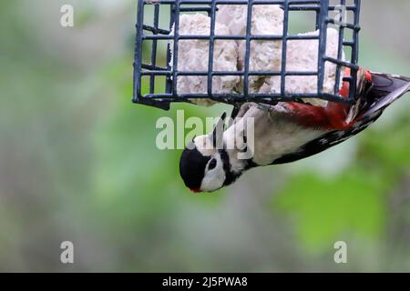 Great spotted woodpecker (dendrocopus major) male bird has black and white plumage with crimson red rump and nape patch hanging from a fat feeder Stock Photo