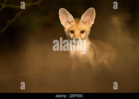 Desert fox pup Stock Photo