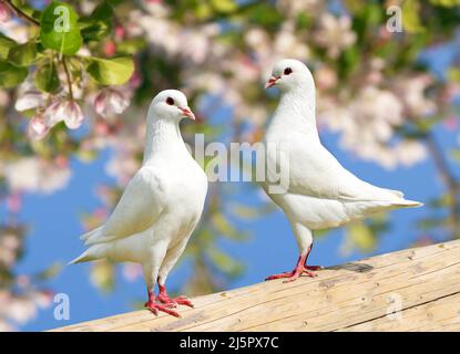 two white pigeon on flowering background - imperial pigeon - ducula Stock Photo