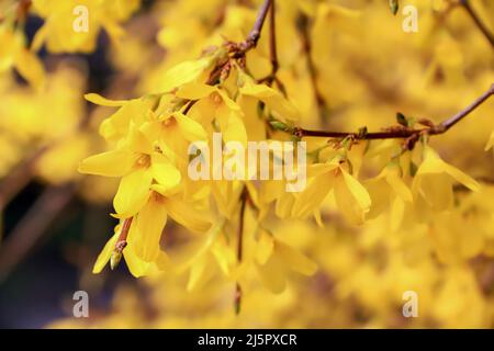 Yellow flowers growing on twigs somewhere in Poland Stock Photo