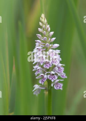 Common Spotted Orchid, Dactylorhiza fuchsii, flowering spike.  Norfolk  June Stock Photo