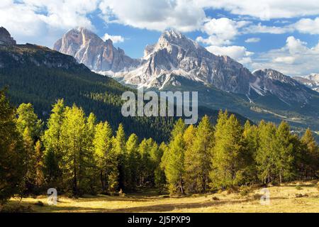 Larch wood and Tofano, Tofana or Le Tofane Gruppe, Alps Dolomities mountains, Italy Stock Photo