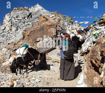 Caravan of yaks and woman in Renjo La Pass near Mount Everest, three passes trek, Khumbu valley, Nepal Himalayas mountains Stock Photo