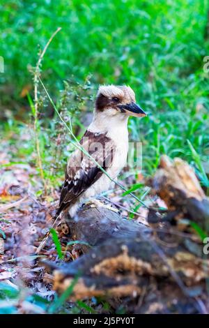 laughing kookaburra on a ground eating food. Stock Photo