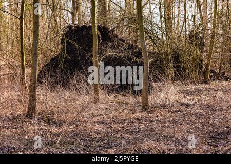 A strong storm has uprooted a large tree Stock Photo