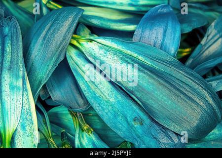 Brightly colored flower daisy pedals piled together Stock Photo