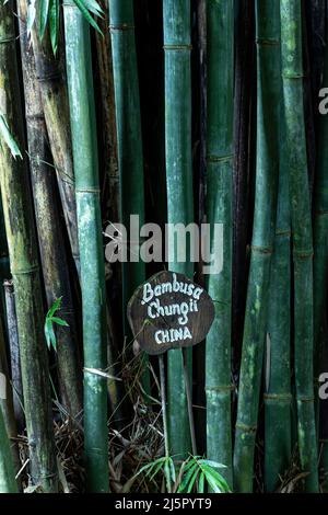 Tropical Blue Bamboo tree stalks (Bambusa chungii) - stock photo Stock Photo