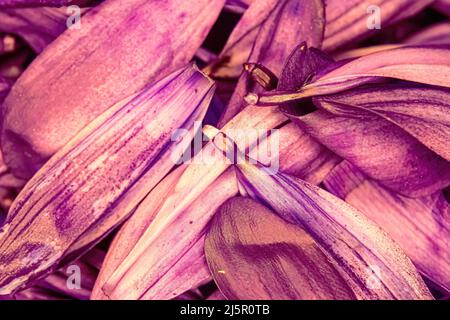 Brightly colored flower daisy pedals piled together Stock Photo