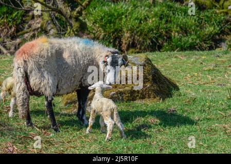 Newly born Swaledale Lambs in Kentmere, Cumbria Stock Photo