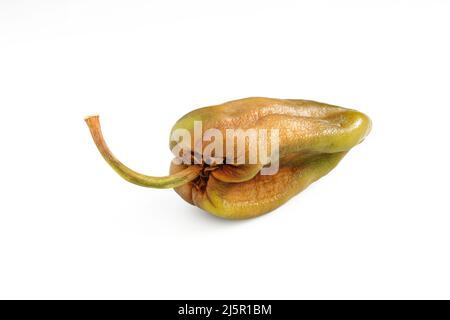 Brown wrinkly pepper isolated on white background. Raw damaged vegetable Stock Photo