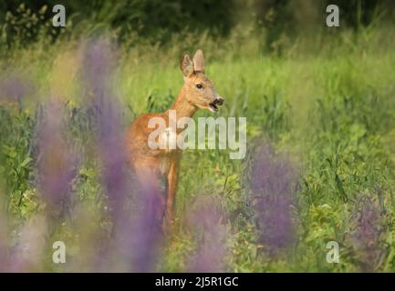Roe deer eating grass on the meadow with violet lupines in the foreground Stock Photo