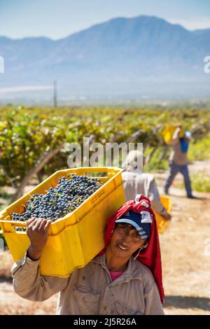 Argentina, Cabernet-Sauvignon grapes are being picket in the vinyard of bodega El Porvenir outside Cafayate. Stock Photo