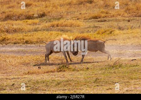 Warthog  (Phacochoerus africanus) males aggressively fight each other during mating season Stock Photo
