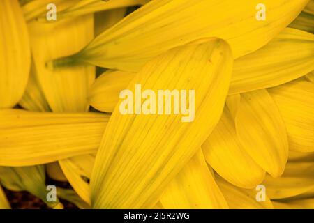 Brightly colored flower daisy pedals piled together Stock Photo