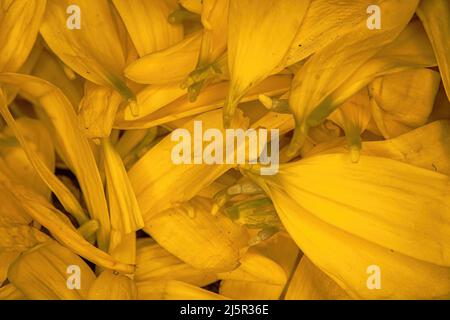 Brightly colored flower daisy pedals piled together Stock Photo