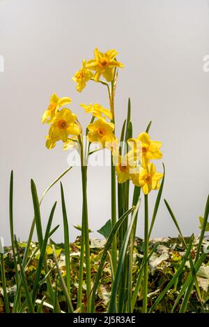 Yellow narcissus flowers on white  with copy space Stock Photo