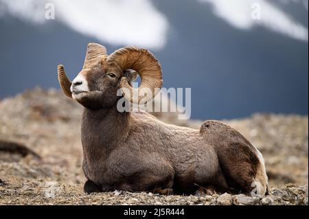 A large rocky mountain bighorn ram resting on top of mountain Stock Photo