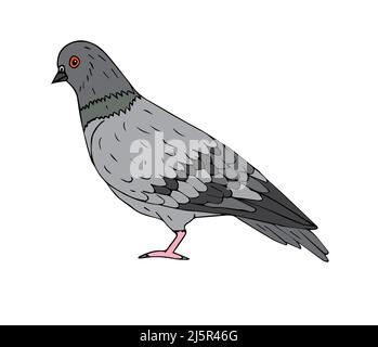 Vector hand drawn doodle sketch pigeon isolated on white background Stock Vector