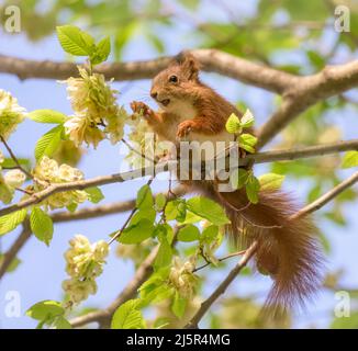 An European red squirrel, Sciurus vulgaris, feeding on elm tree fruits, elm seeds are important early source of food for wildlife in spring, Germany Stock Photo