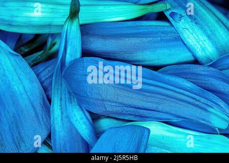 Brightly colored flower daisy pedals piled together Stock Photo