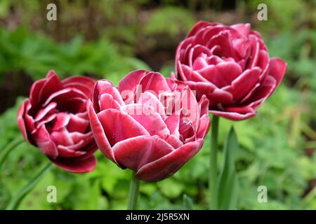 Double Tulip ÔDream TouchÕ in flower Stock Photo