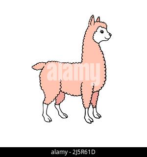 Vector hand drawn doodle sketch colored llama alpaca isolated on white background Stock Vector